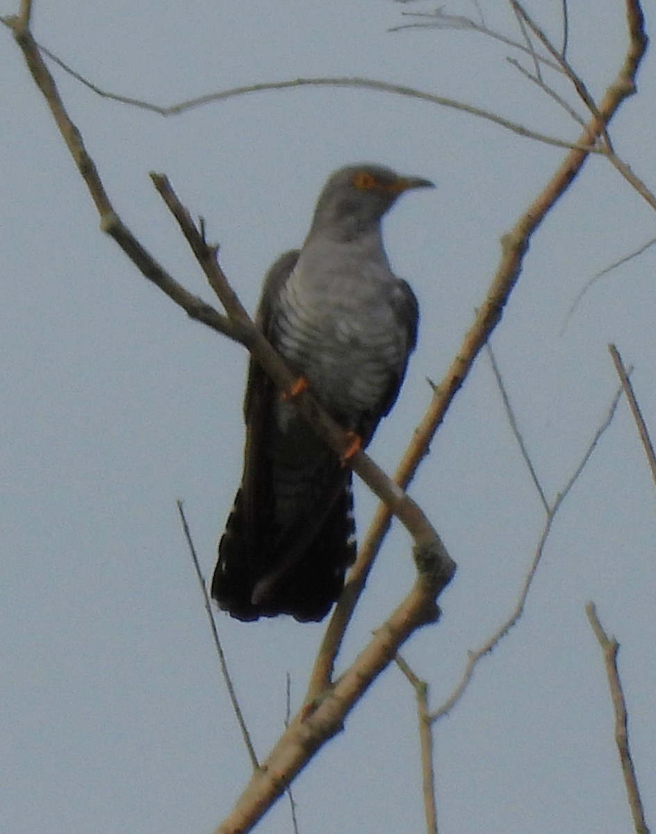 Common Cuckoo - ML620882180