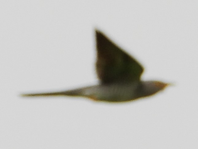 Common Cuckoo - ML620882182