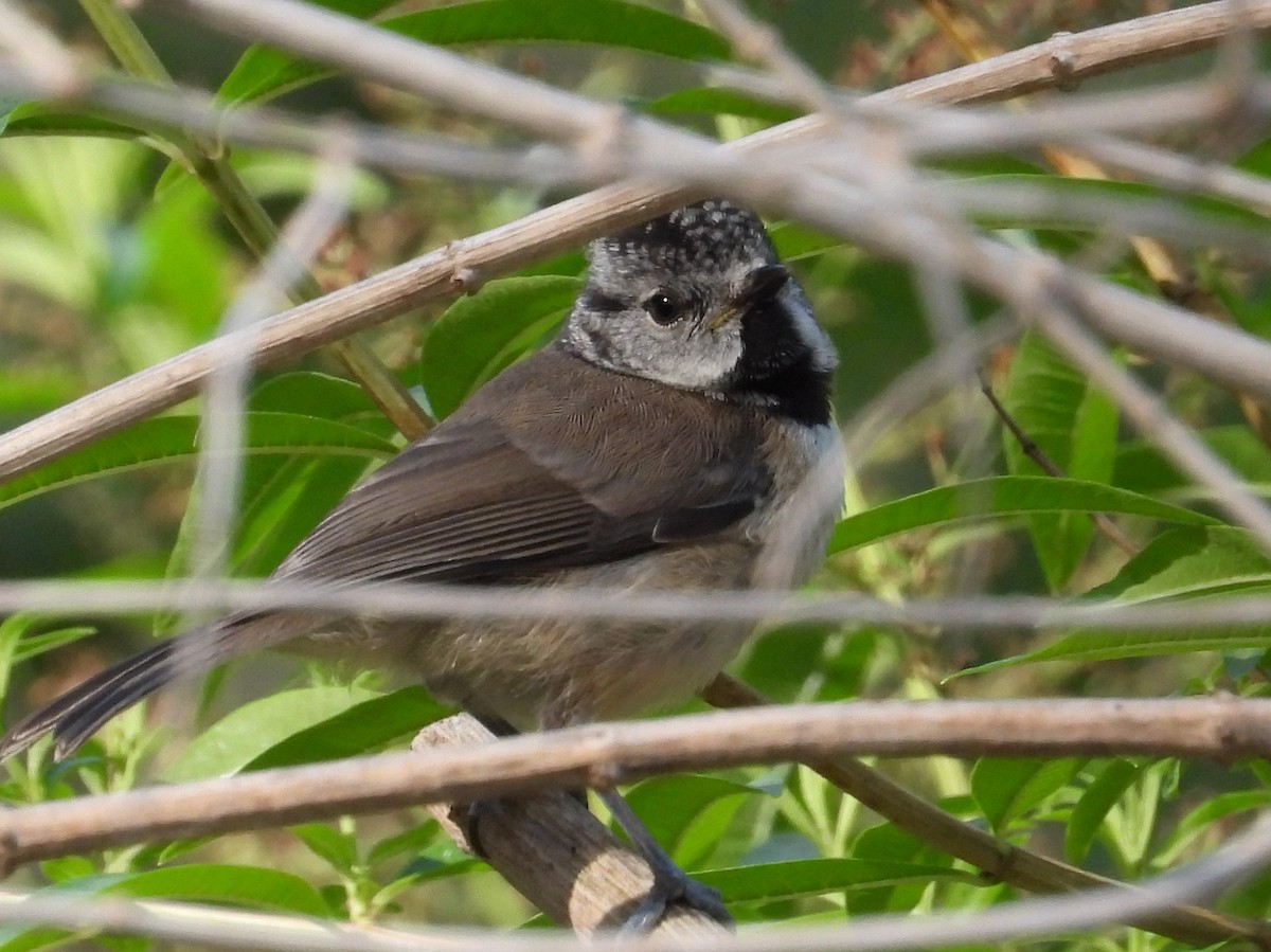 Crested Tit - ML620882190