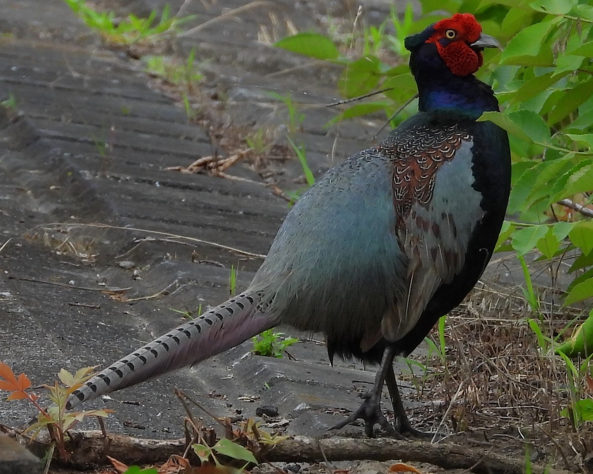 Green Pheasant - ML620882198