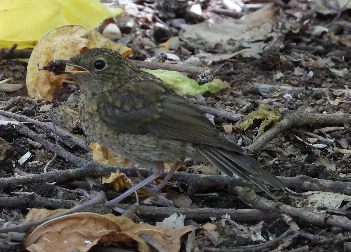 European Robin - ML620882199