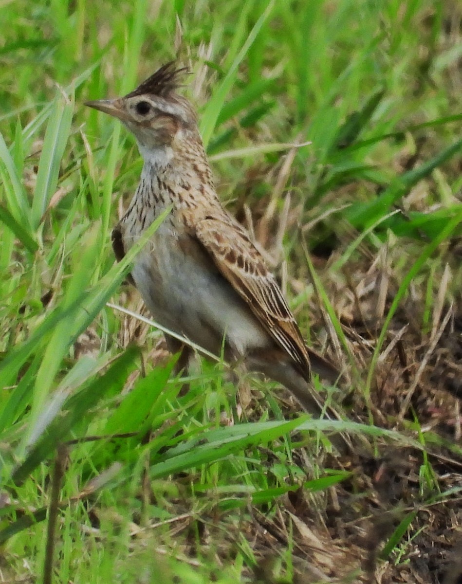 Eurasian Skylark - ML620882202