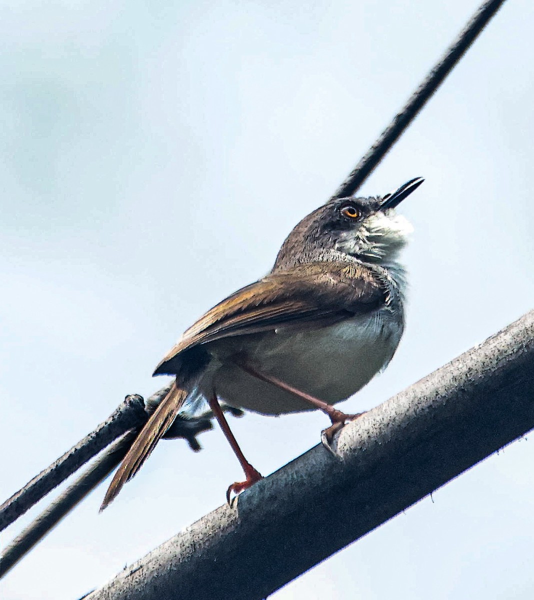 Gray-breasted Prinia - ML620882226