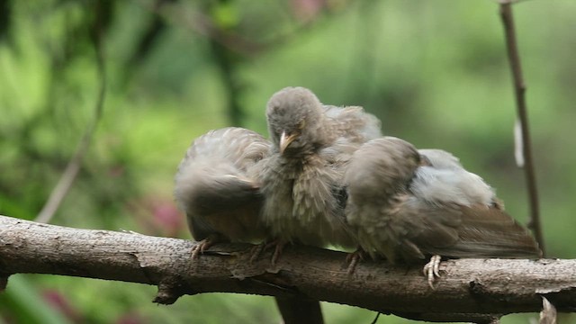 Jungle Babbler - ML620882227