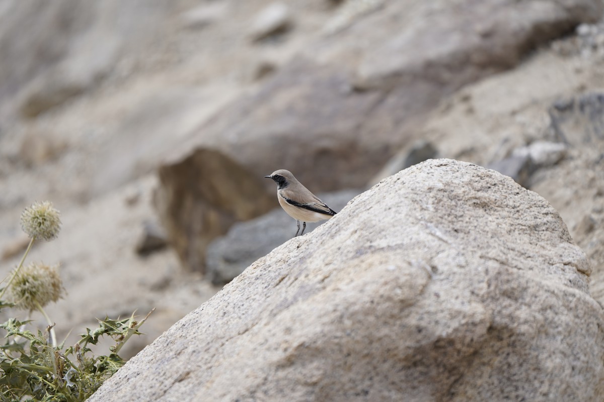 Desert Wheatear - ML620882231