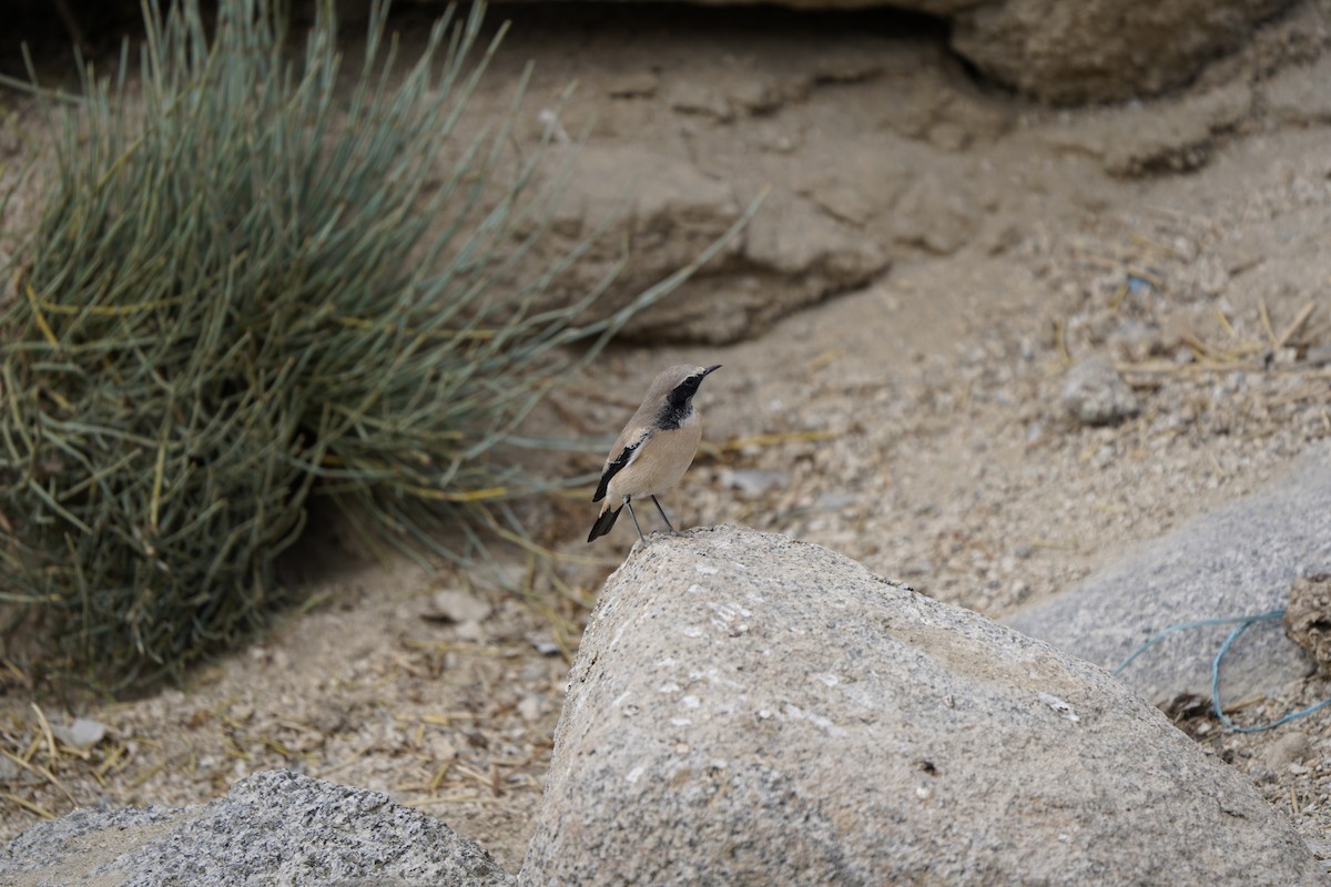 Desert Wheatear - ML620882232