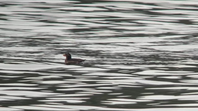 Rhinoceros Auklet - ML620882236