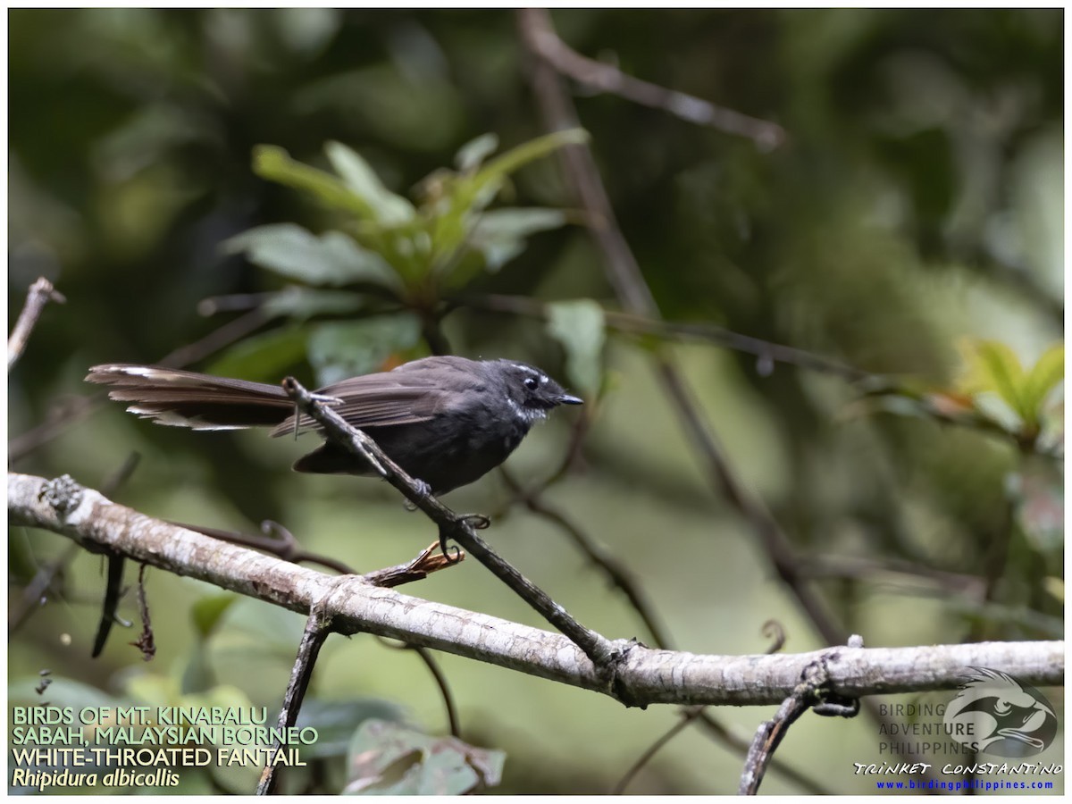 White-throated Fantail - ML620882237