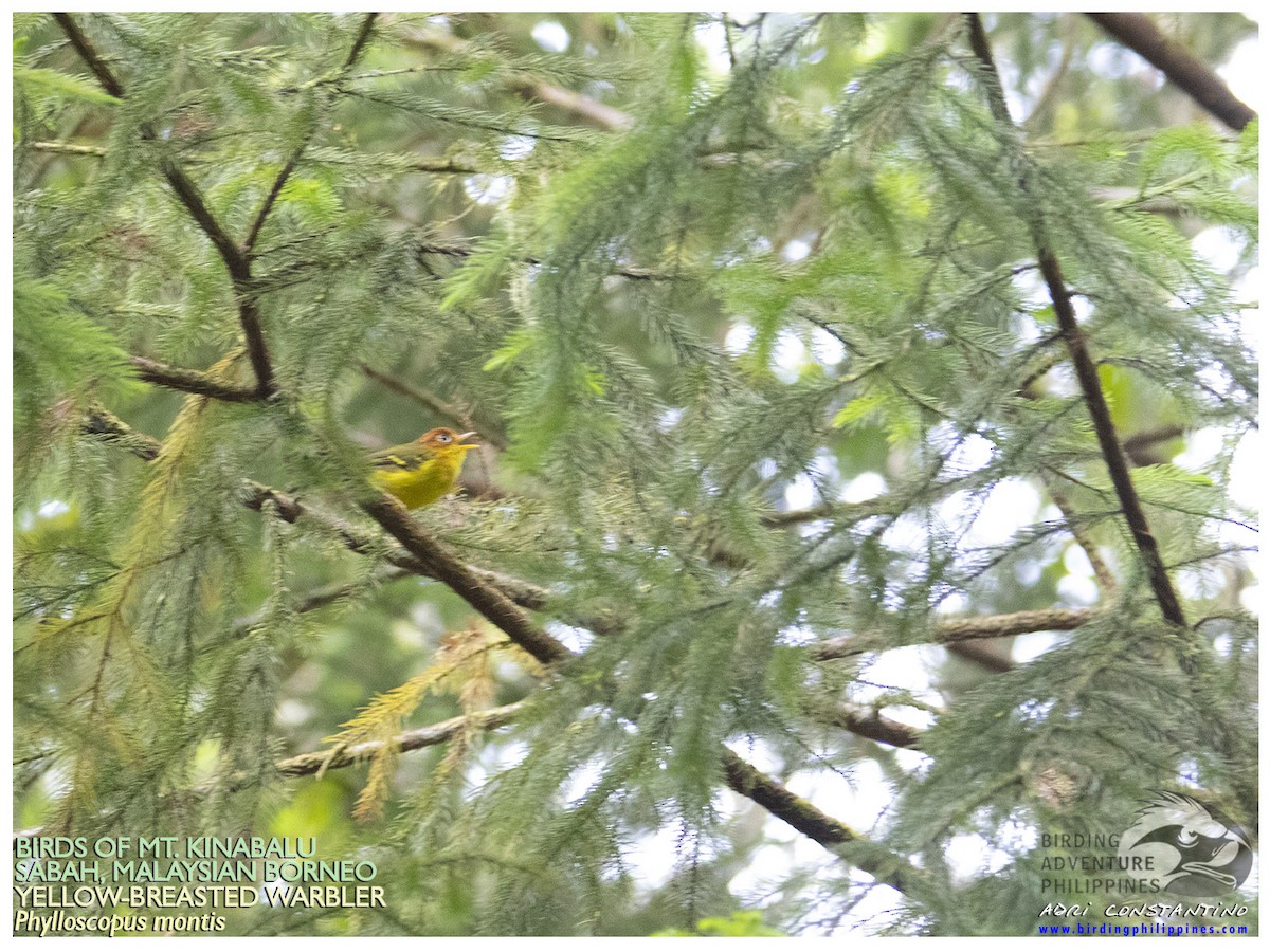 Mosquitero Pechiamarillo - ML620882241