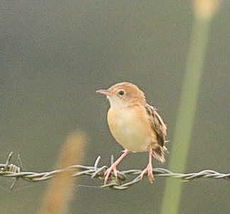 Cisticole à couronne dorée - ML620882243