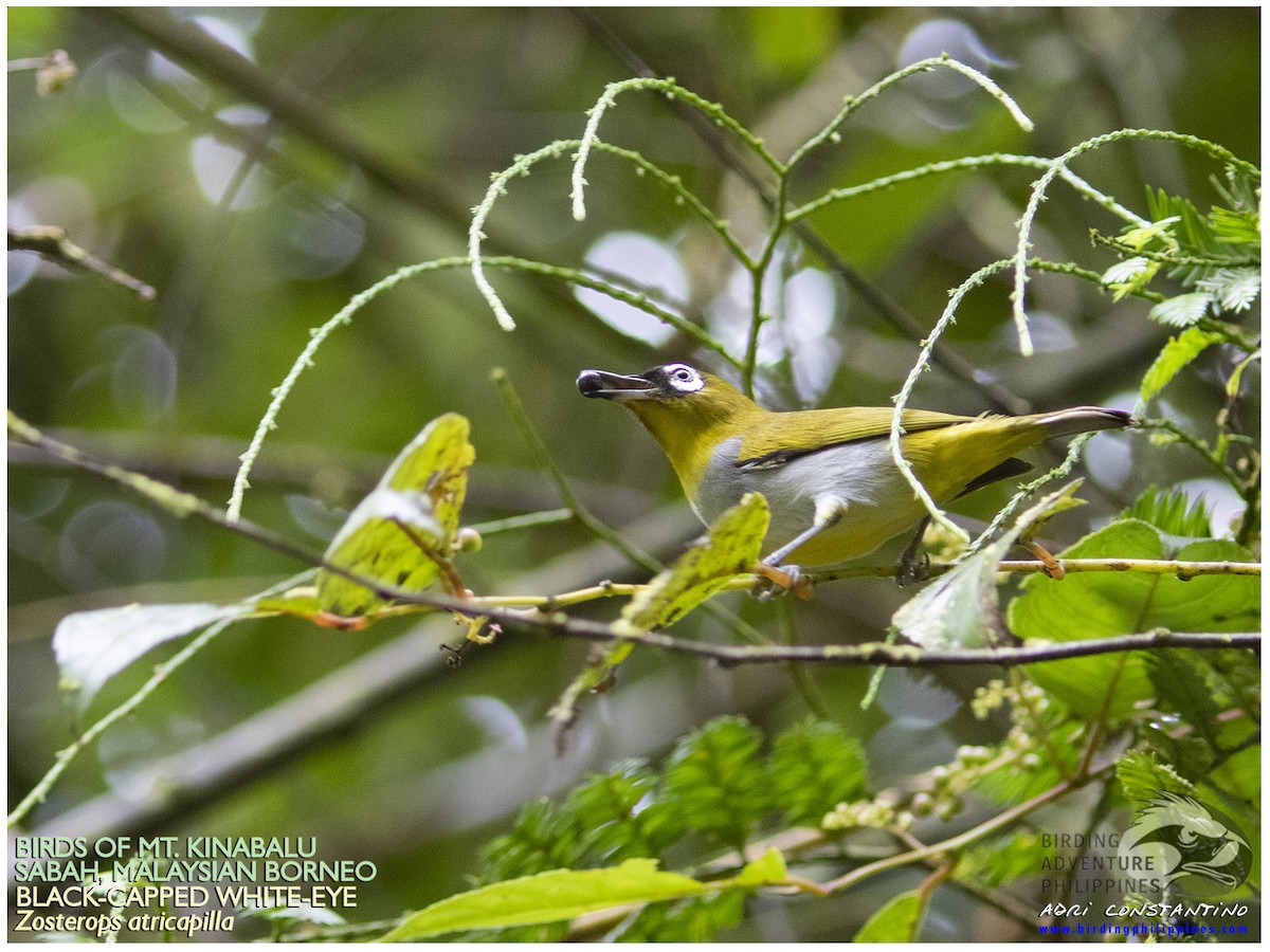 Schwarzstirn-Brillenvogel - ML620882245