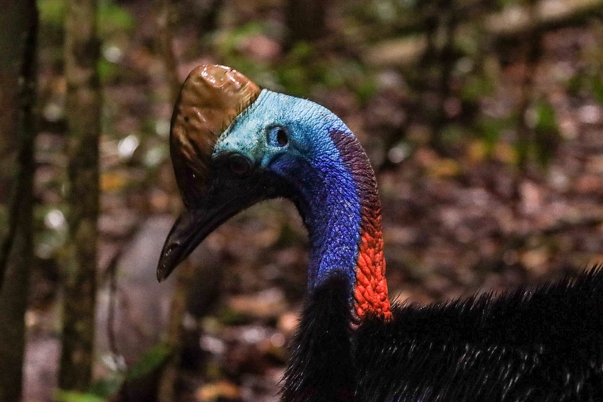 Southern Cassowary - ML620882246