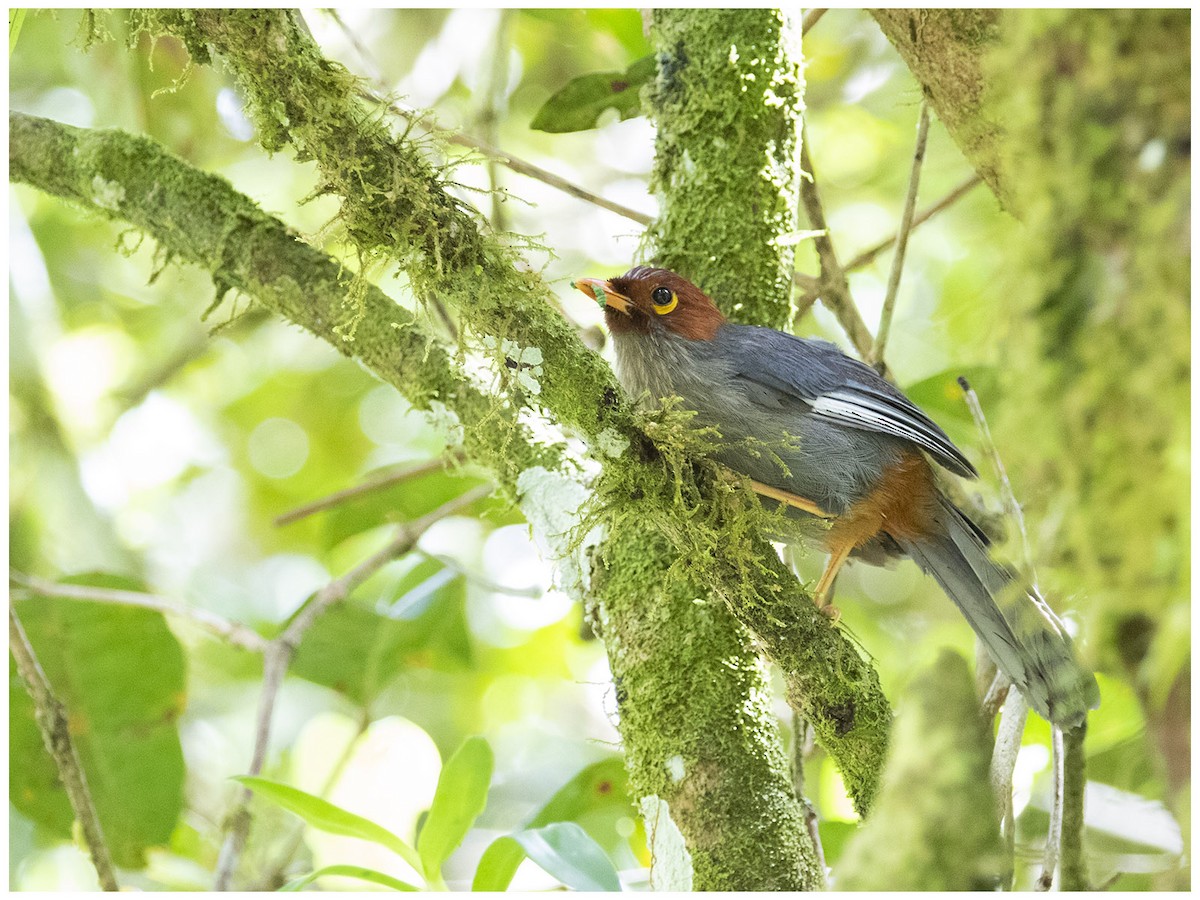 Chestnut-hooded Laughingthrush - ML620882247