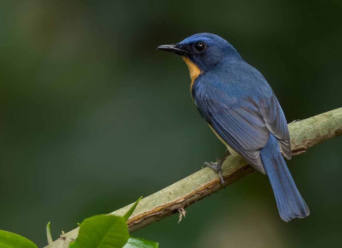 Tickell's Blue Flycatcher - ML620882250