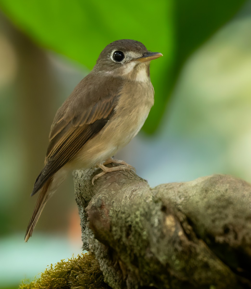 Brown-breasted Flycatcher - ML620882252