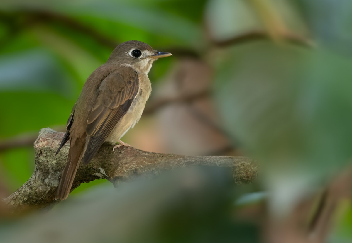 Brown-breasted Flycatcher - ML620882253