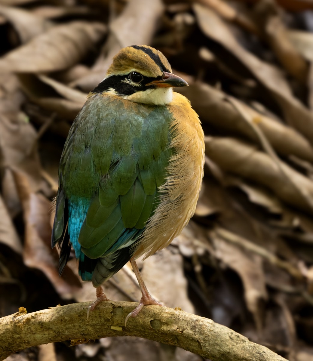 Indian Pitta - ML620882255