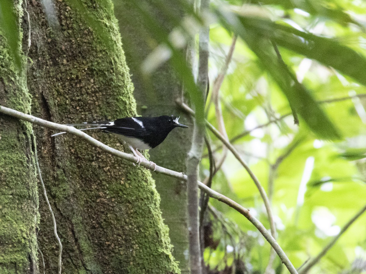 Bornean Forktail - Adrian Constantino