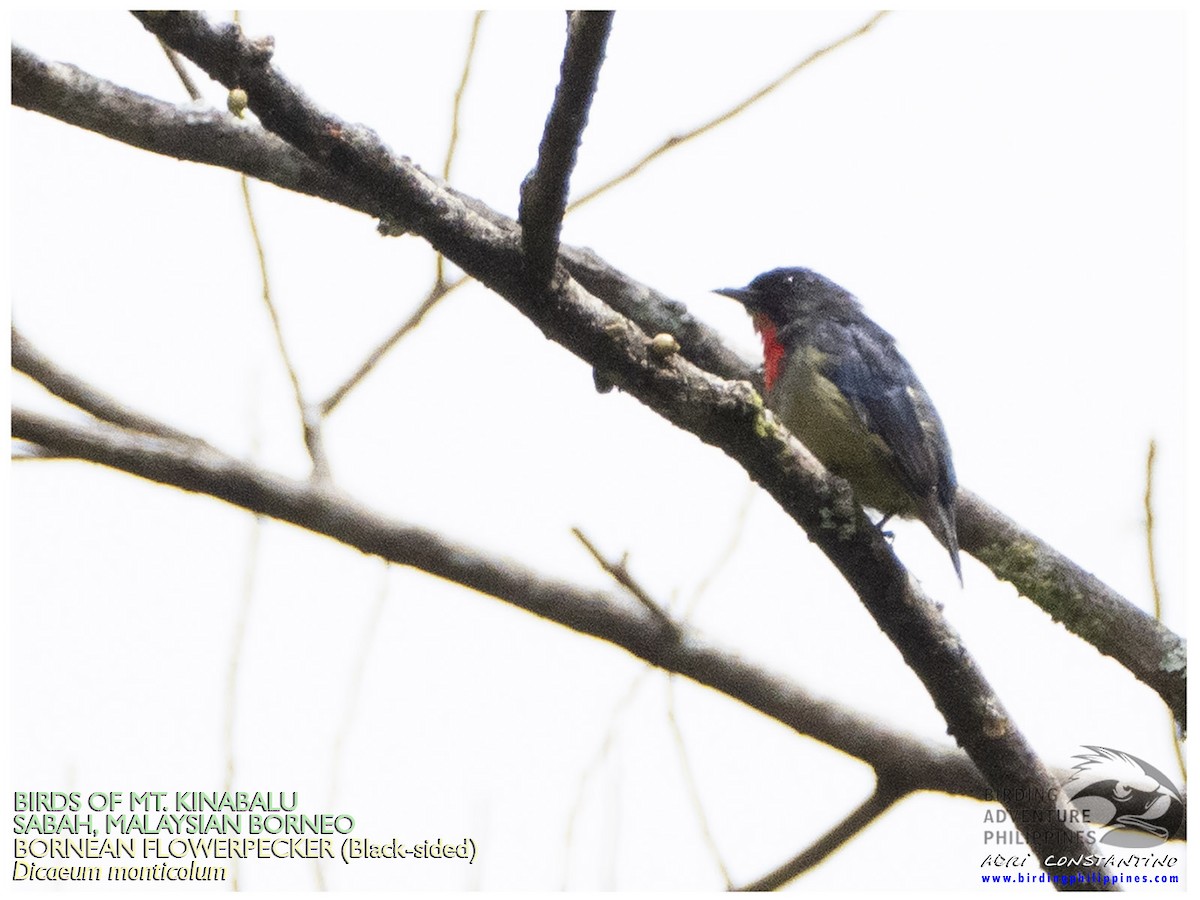 Black-sided Flowerpecker - ML620882258