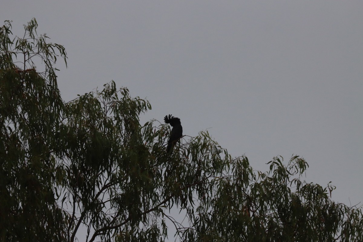Red-tailed Black-Cockatoo - ML620882259
