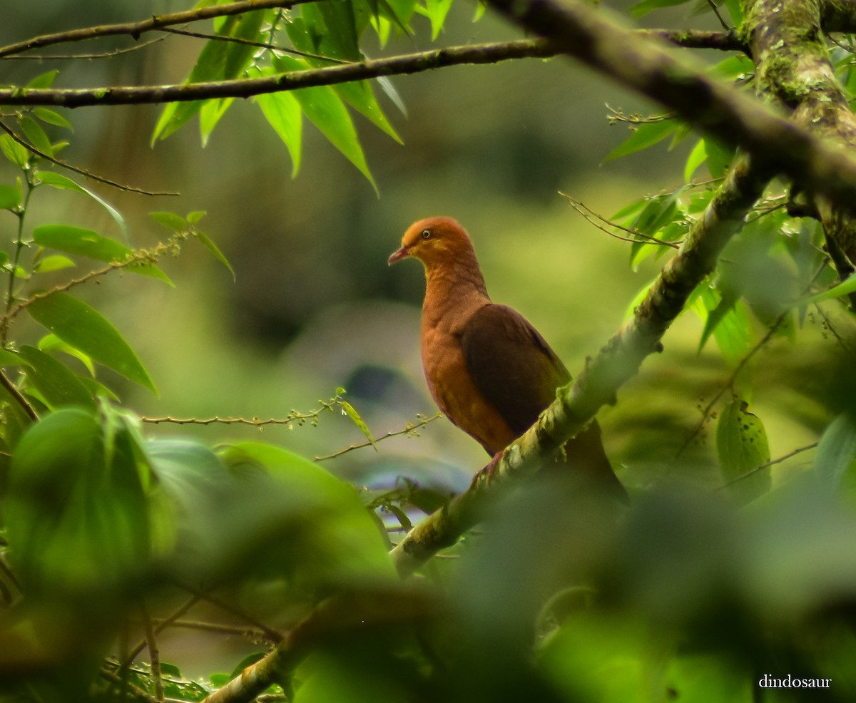 Philippine Cuckoo-Dove - ML620882262