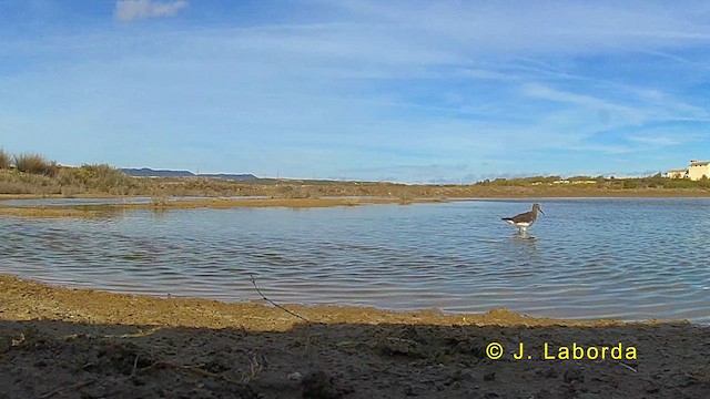 Green Sandpiper - ML620882278