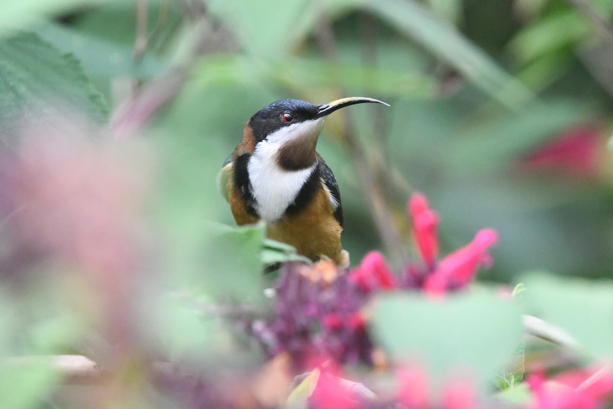 Eastern Spinebill - ML620882296