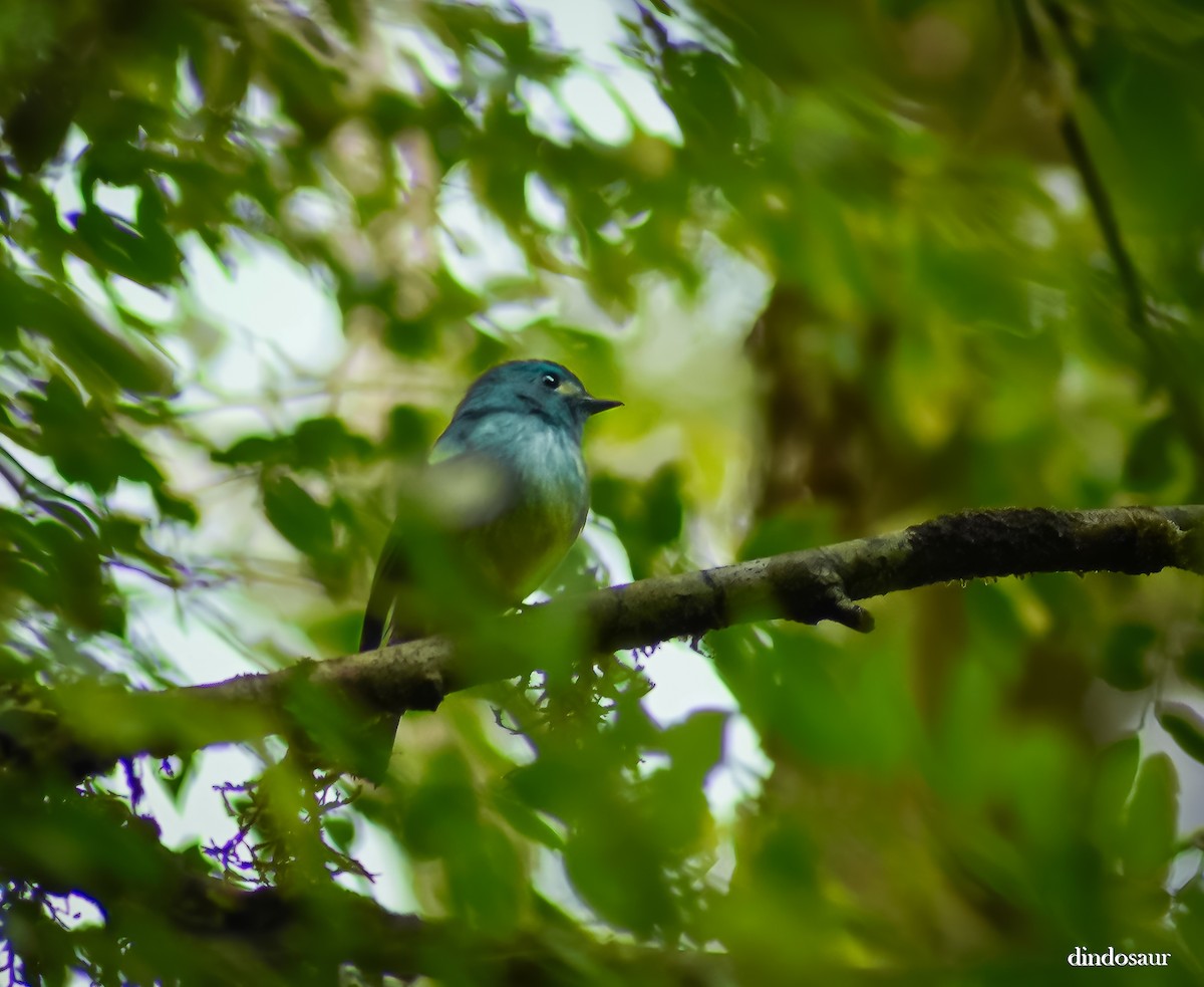 Turquoise Flycatcher - ML620882299