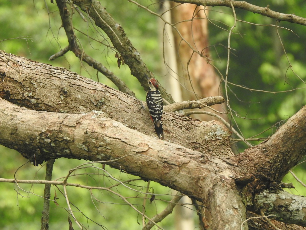 Fulvous-breasted Woodpecker - ML620882311