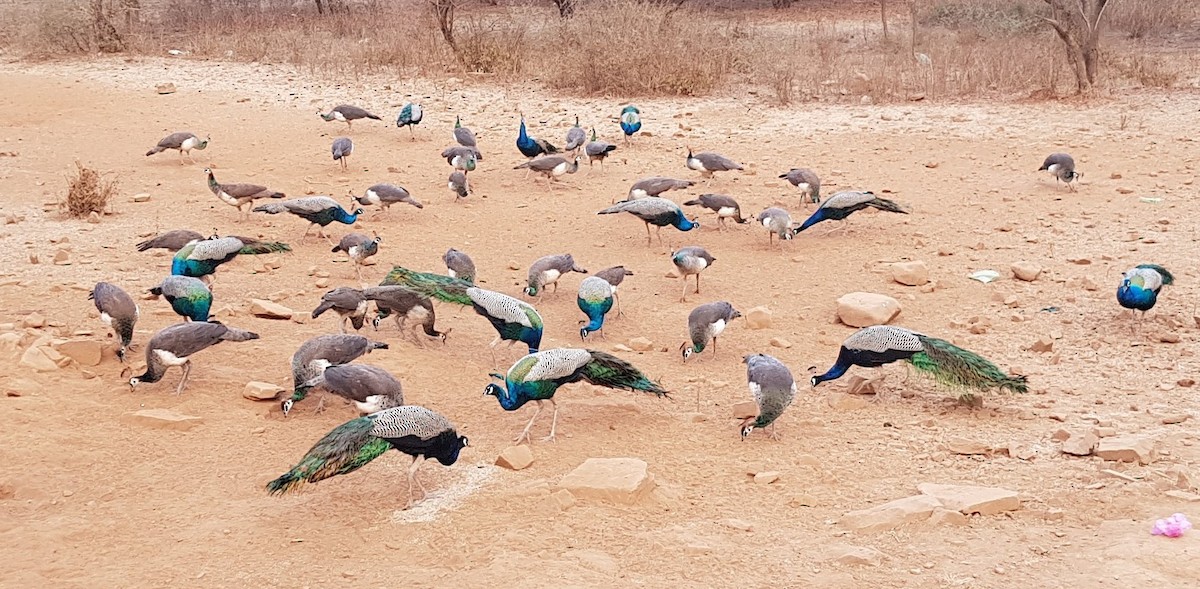 Indian Peafowl - ML620882314