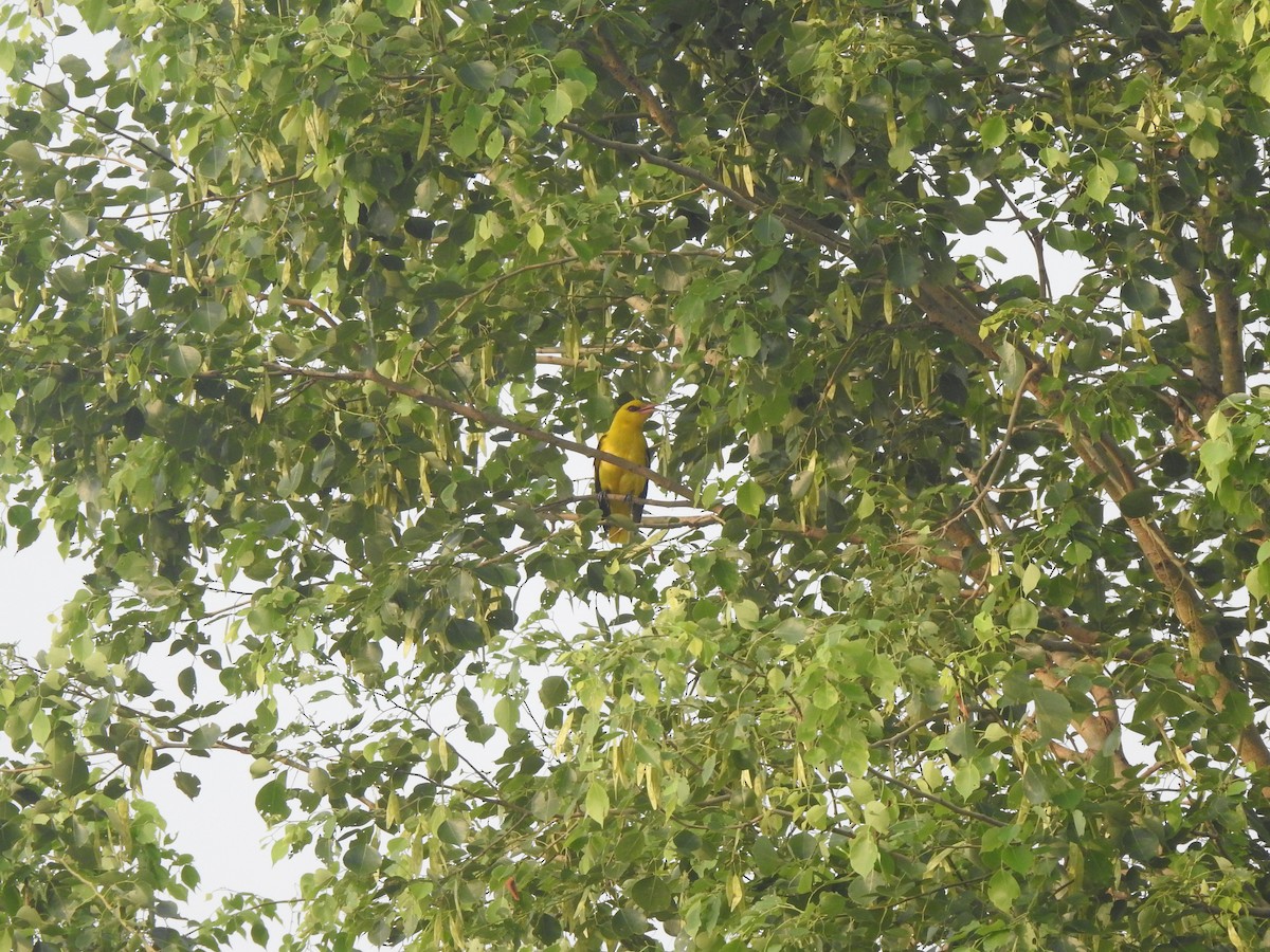 Indian Golden Oriole - ML620882318