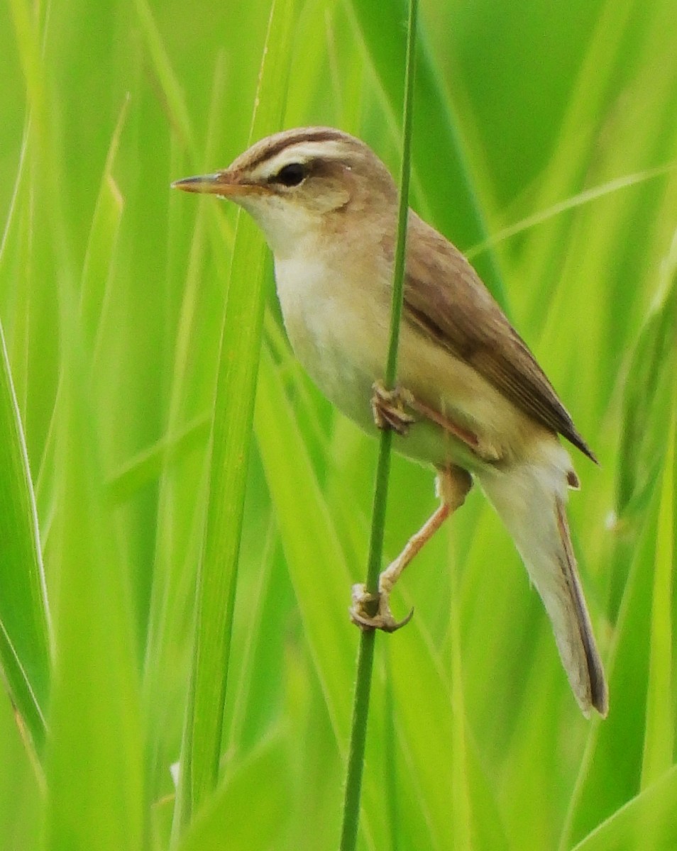 Black-browed Reed Warbler - ML620882338