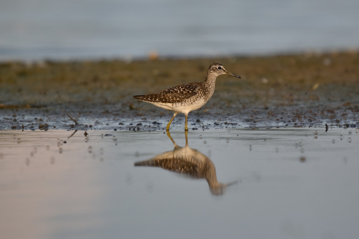 Wood Sandpiper - ML620882341