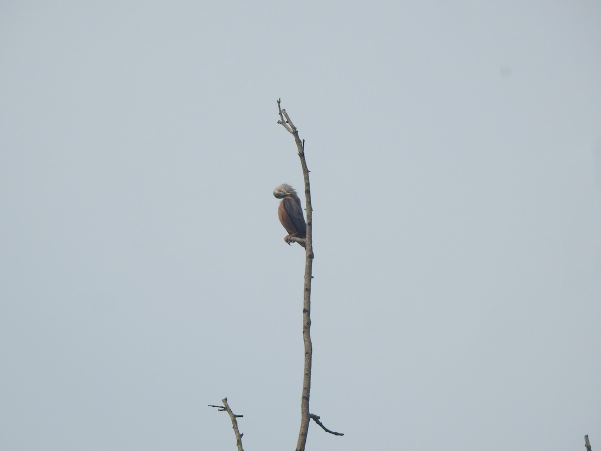 Chestnut-tailed Starling - ML620882345