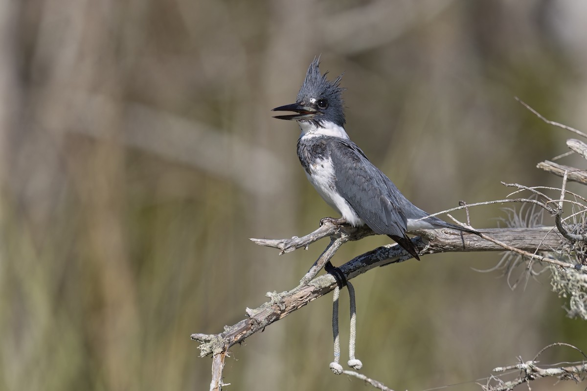 Belted Kingfisher - ML620882369