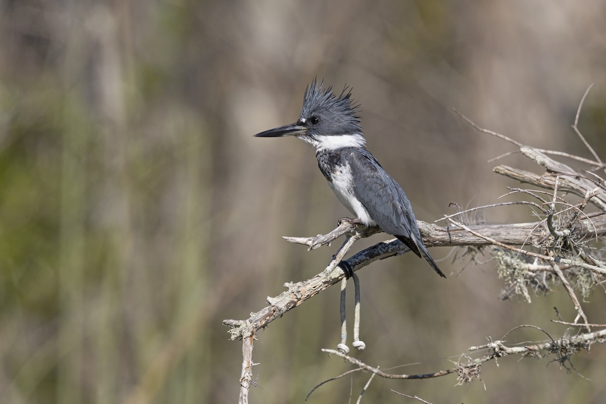 Belted Kingfisher - ML620882370