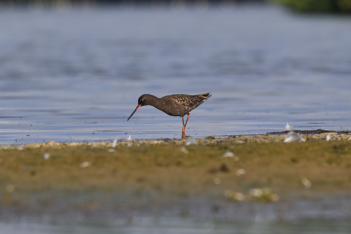 Spotted Redshank - ML620882373