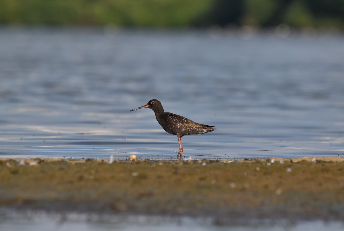 Spotted Redshank - ML620882374