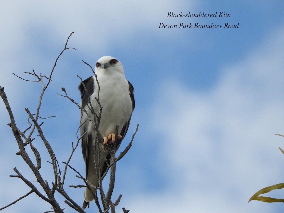 Black-shouldered Kite - ML620882406