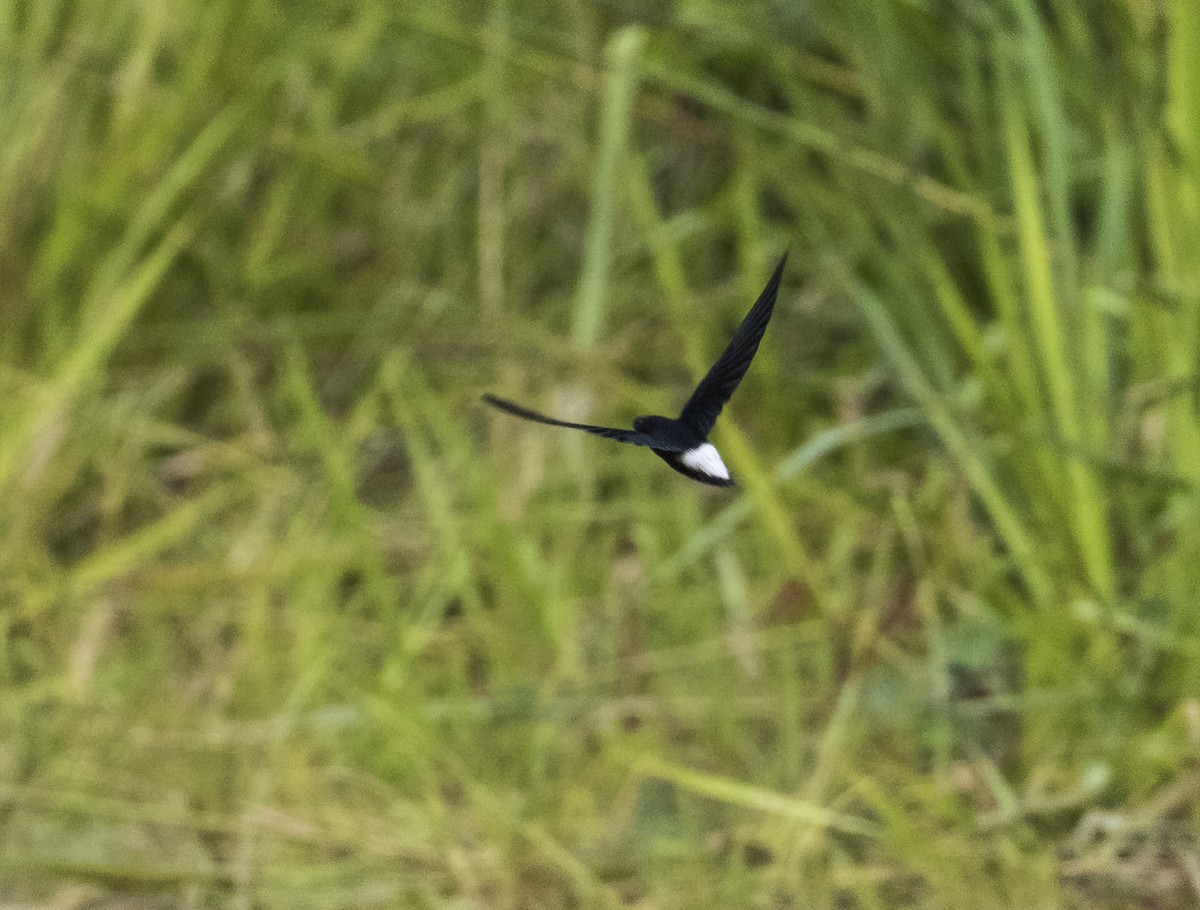 Silver-rumped Spinetail - ML620882410