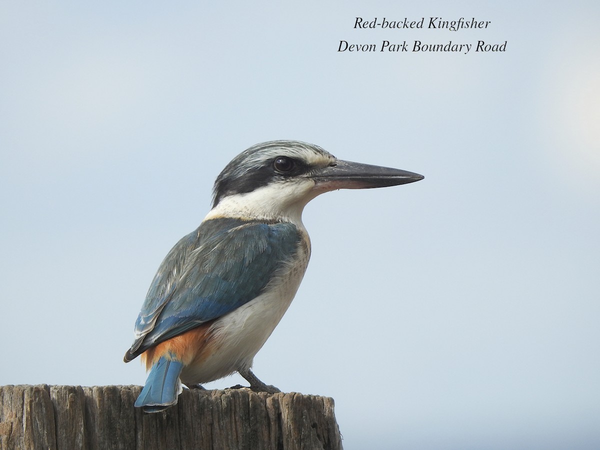 Red-backed Kingfisher - ML620882411