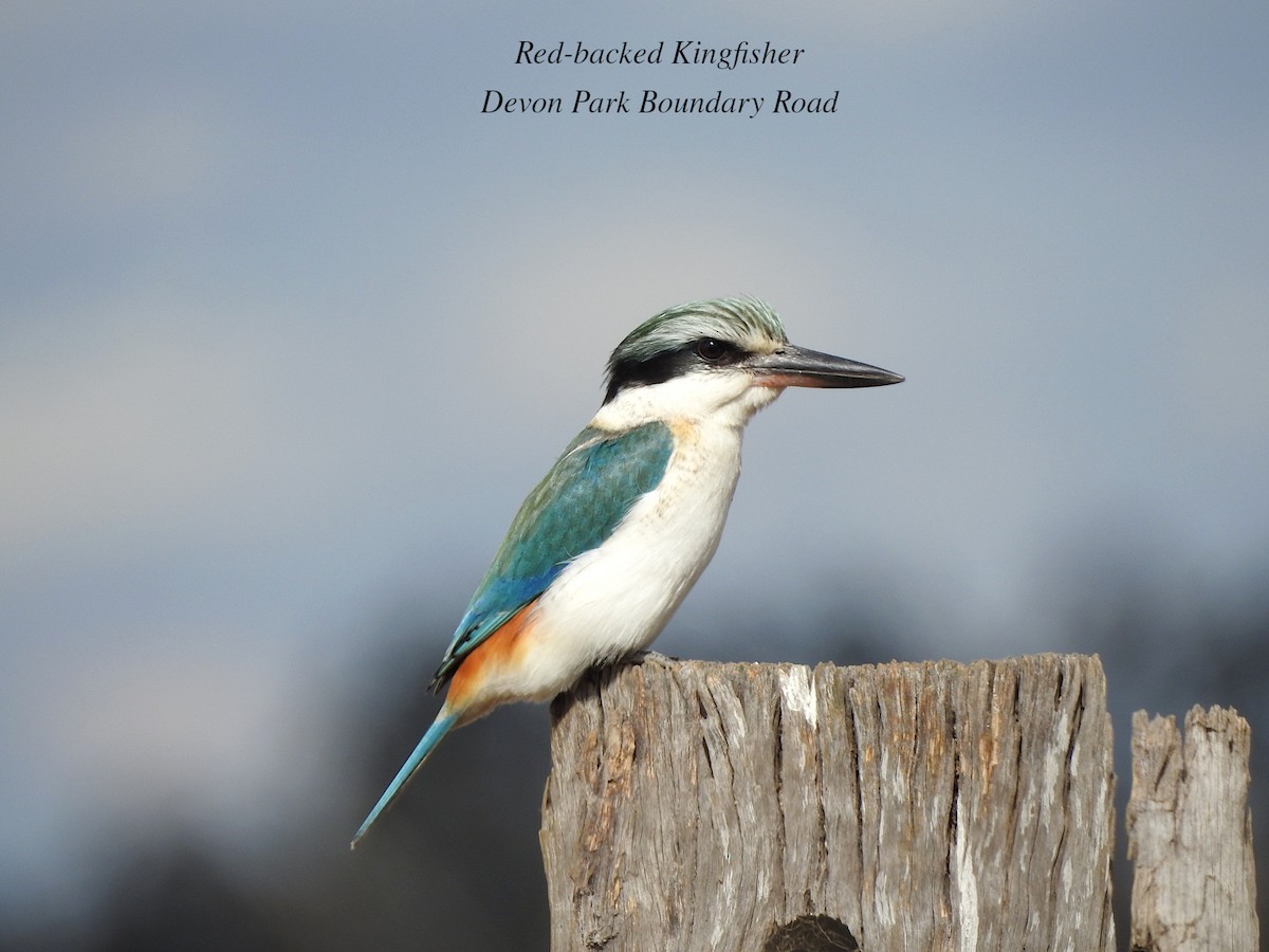 Red-backed Kingfisher - ML620882412