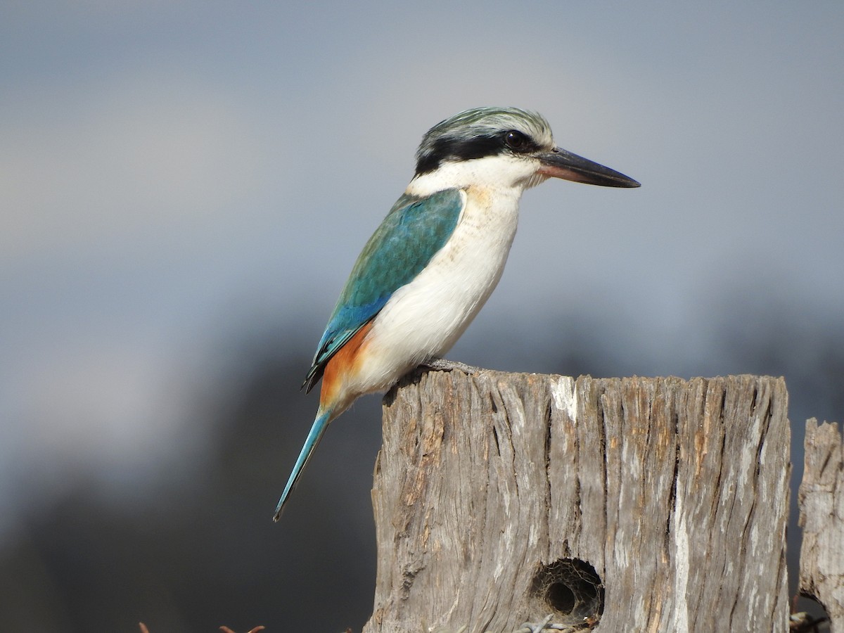 Red-backed Kingfisher - ML620882413