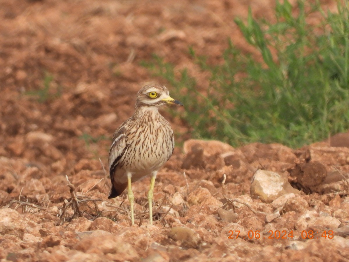 Eurasian Thick-knee - José Ignacio Sáenz Gaitan