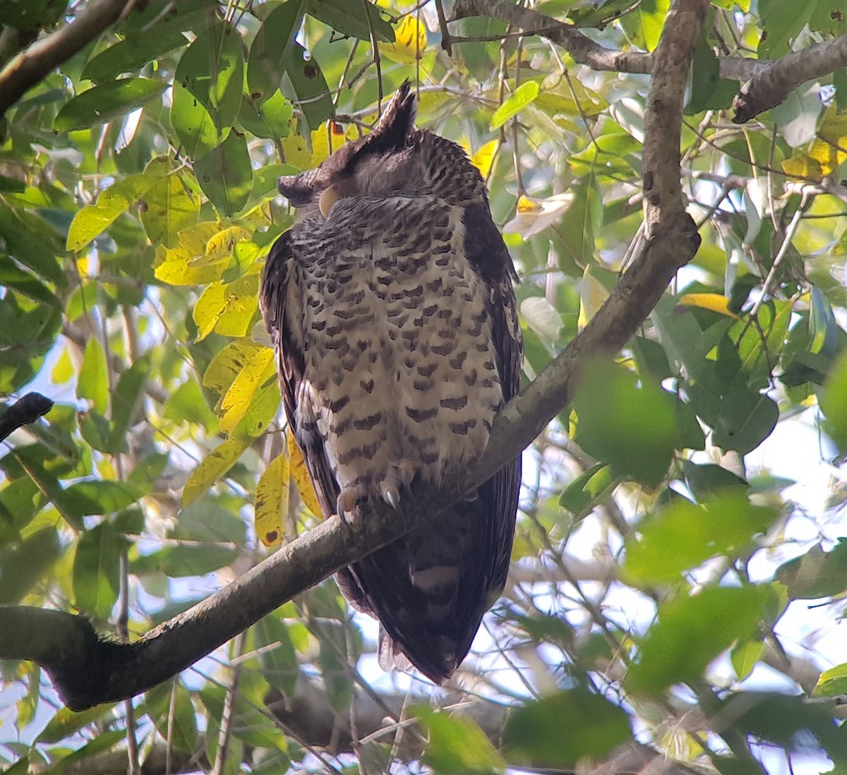 Spot-bellied Eagle-Owl - ML620882417