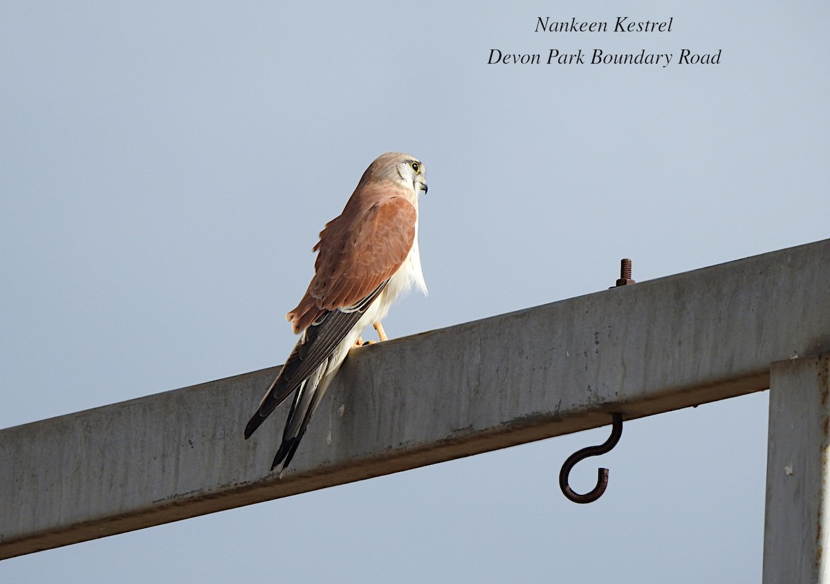 Nankeen Kestrel - ML620882418