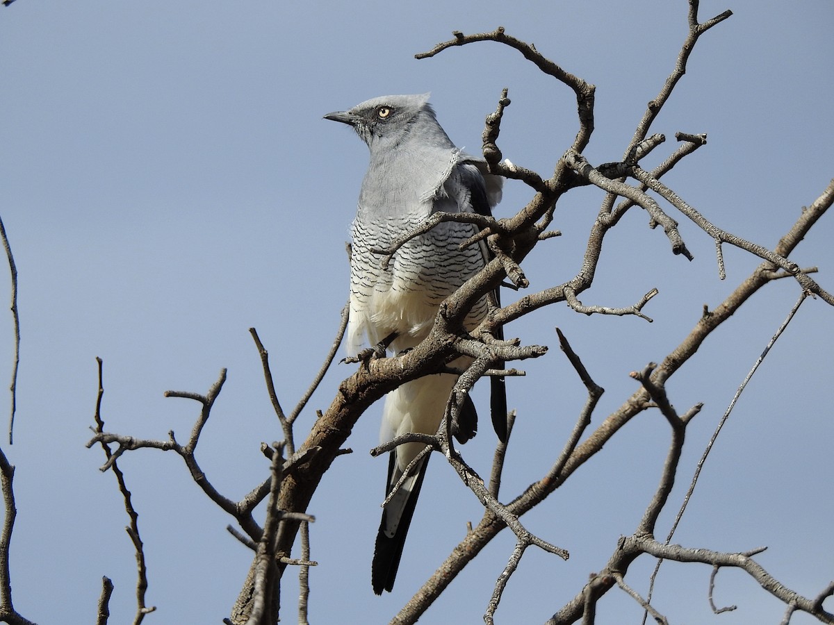 Ground Cuckooshrike - ML620882422