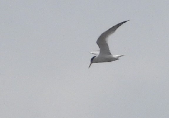 Little Tern - ML620882444