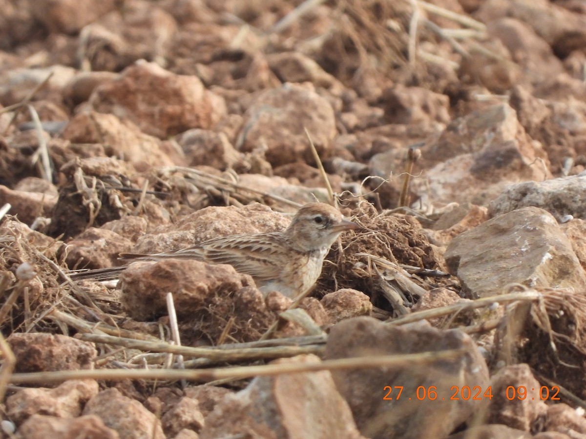 Greater Short-toed Lark - ML620882445