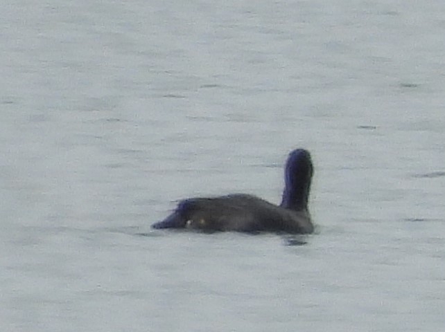 Great Cormorant (Eurasian) - ML620882447